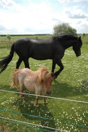 Chevaux Hollande.JPG